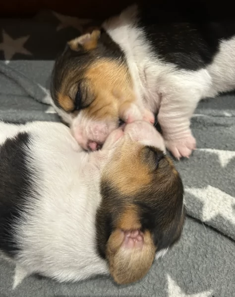 meraviglioso per adozione cuccioli Bassethound | Foto 4