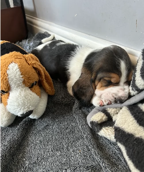 meraviglioso per adozione cuccioli Bassethound | Foto 1