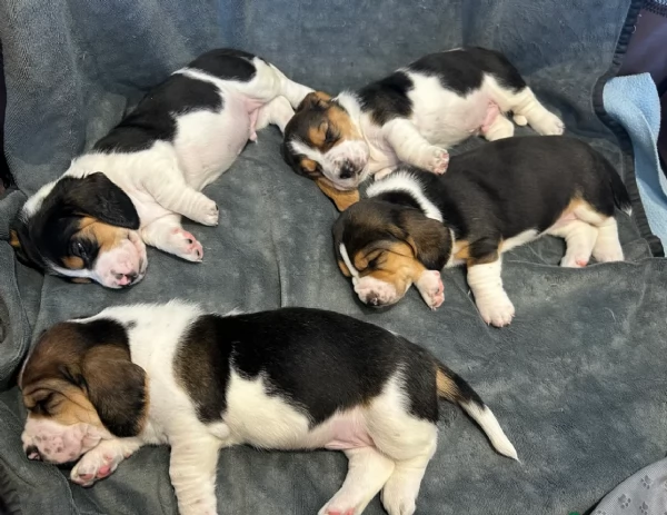 meraviglioso per adozione cuccioli Bassethound | Foto 1