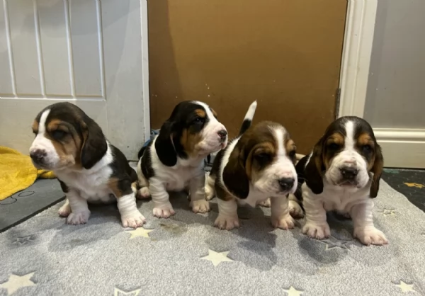 meraviglioso per adozione cuccioli Bassethound