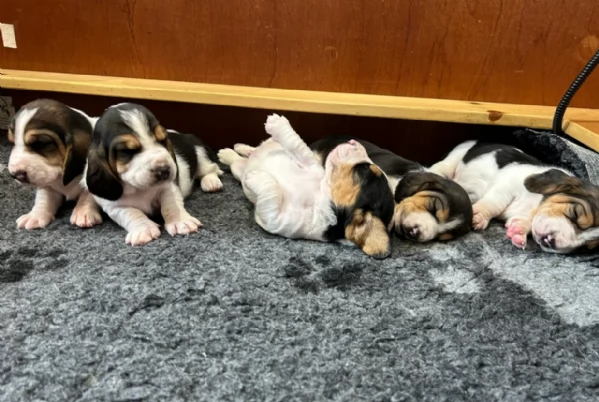 meraviglioso per adozione cuccioli Bassethound
