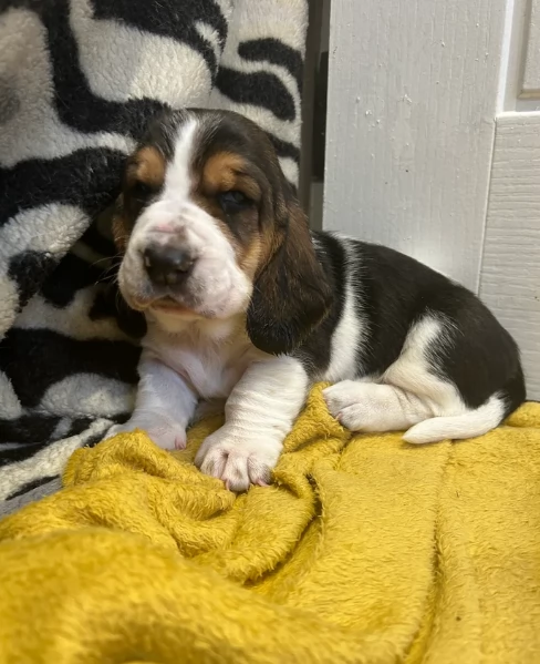 meraviglioso per adozione cuccioli Bassethound