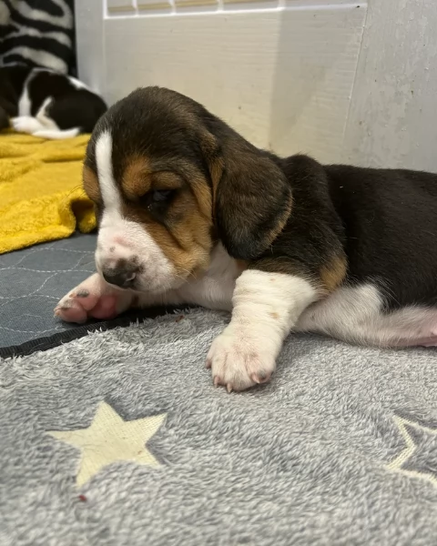 meraviglioso per adozione cuccioli Bassethound | Foto 1