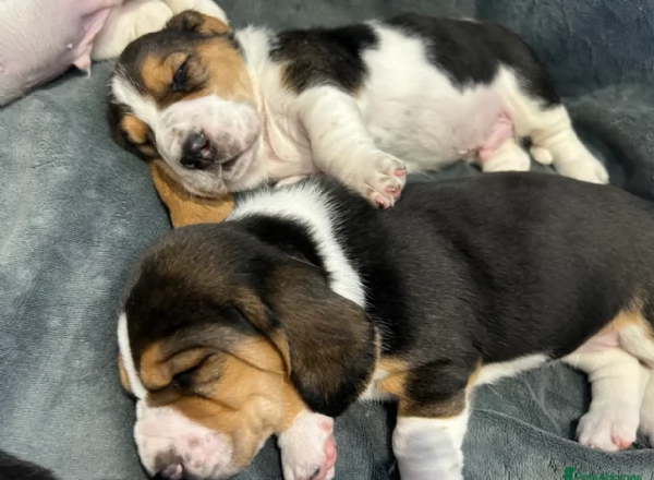meraviglioso per adozione cuccioli Bassethound