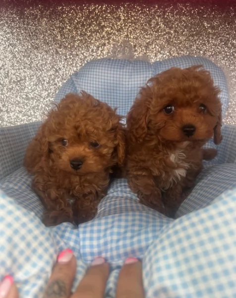 meraviglioso per adozione cuccioli di barboncini toy | Foto 0