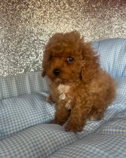 meraviglioso per adozione cuccioli di barboncini toy | Foto 2