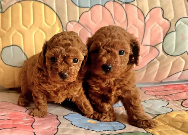 meraviglioso per adozione cuccioli di barboncini toy | Foto 5