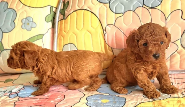 meraviglioso per adozione cuccioli di barboncini toy | Foto 4