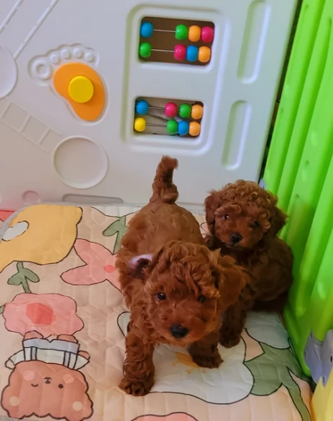 meraviglioso per adozione cuccioli di barboncini toy | Foto 0