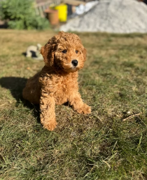 meraviglioso per adozione cuccioli di barboncini toy | Foto 6