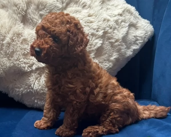 meraviglioso per adozione cuccioli di barboncini toy | Foto 3