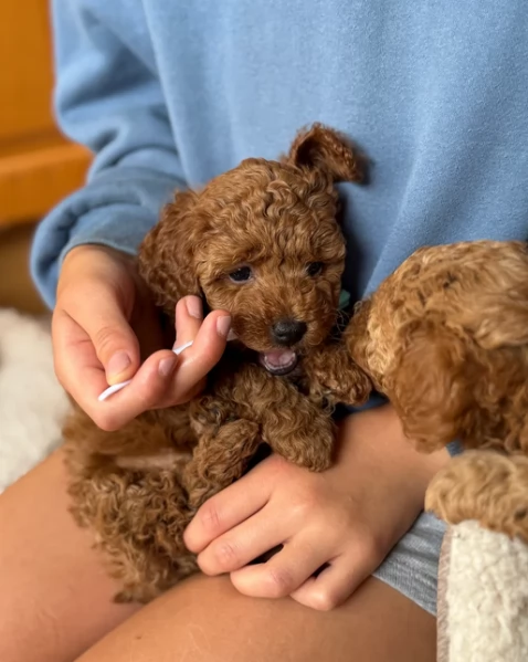 meraviglioso per adozione cuccioli di barboncini toy | Foto 0