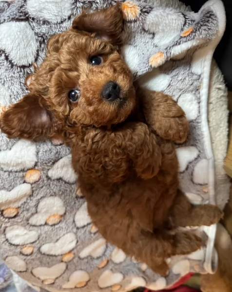 meraviglioso per adozione cuccioli di barboncini toy | Foto 5