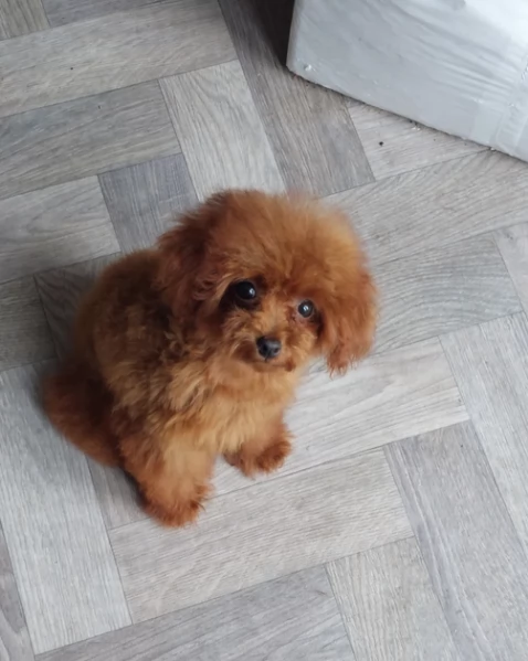 meraviglioso per adozione cuccioli di barboncini toy | Foto 4