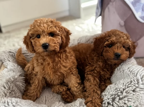 meraviglioso per adozione cuccioli di barboncini toy | Foto 3