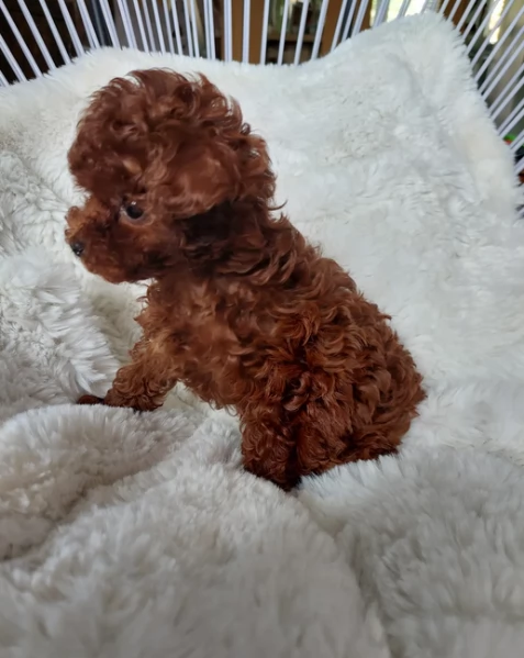 meraviglioso per adozione cuccioli di barboncini toy | Foto 2