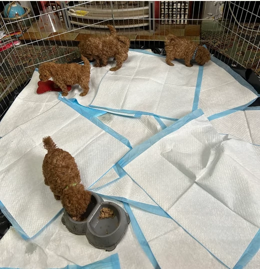 meraviglioso per adozione cuccioli di barboncini toy | Foto 2