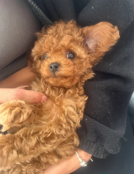 meraviglioso per adozione cuccioli di barboncini toy | Foto 4