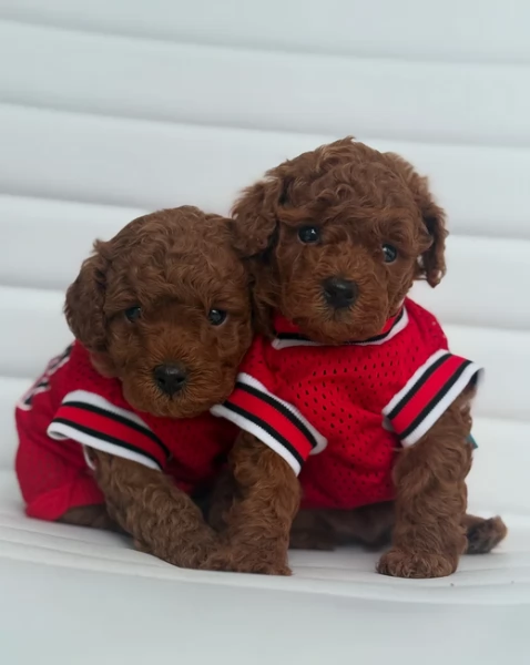 meraviglioso per adozione cuccioli di barboncini toy