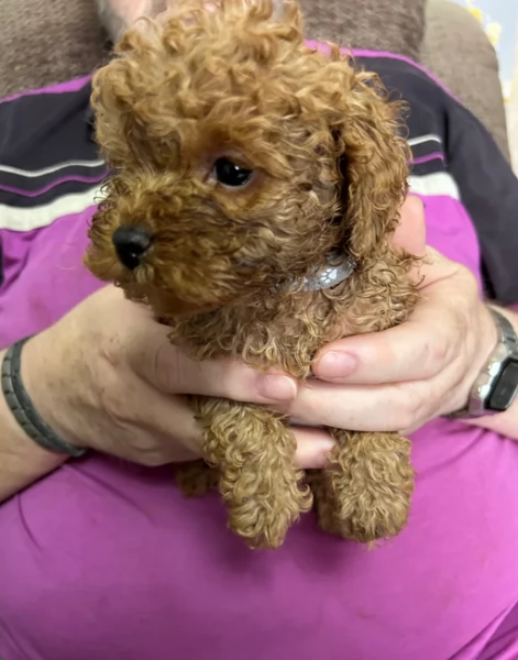 meraviglioso per adozione cuccioli di barboncini toy | Foto 5