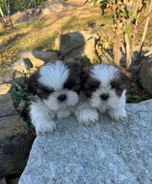 dolcissimi cuccioli di shih tzu mini toy per adozione | Foto 6
