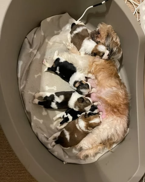 dolcissimi cuccioli di shih tzu mini toy per adozione | Foto 1