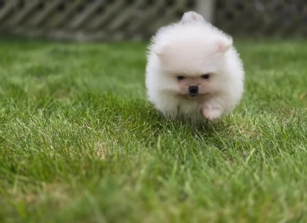 cucciolo di Pomeranian toy picola razza per adozione | Foto 4
