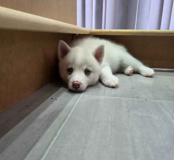 dolcissimi cuccioli di Husky per adozione | Foto 2