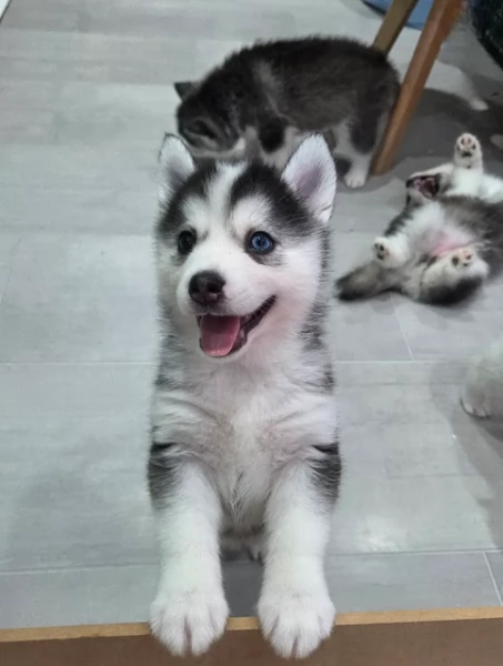 dolcissimi cuccioli di Husky per adozione | Foto 0