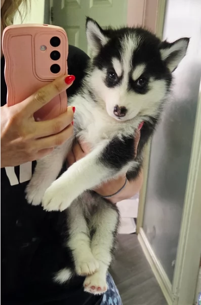 dolcissimi cuccioli di Husky per adozione | Foto 6