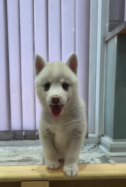 dolcissimi cuccioli di Husky per adozione | Foto 4