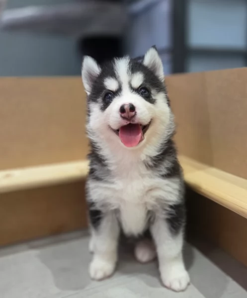 dolcissimi cuccioli di Husky per adozione | Foto 1
