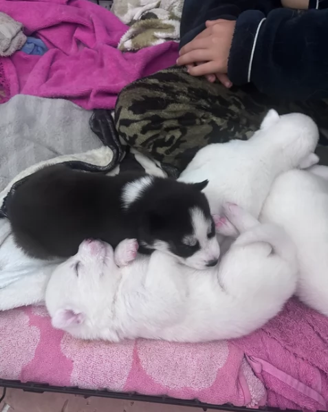 dolcissimi cuccioli di Husky per adozione | Foto 6