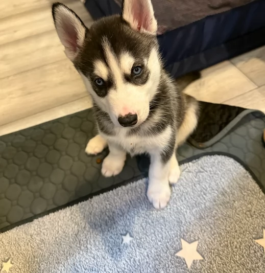 dolcissimi cuccioli di Husky per adozione | Foto 4
