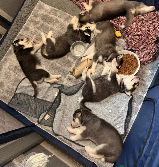 dolcissimi cuccioli di Husky per adozione | Foto 0