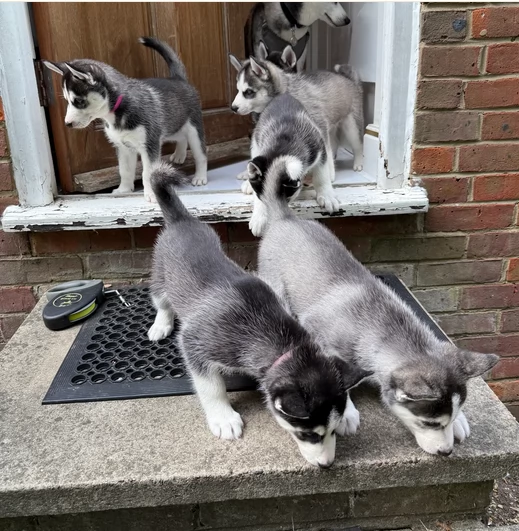 dolcissimi cuccioli di Husky per adozione | Foto 5