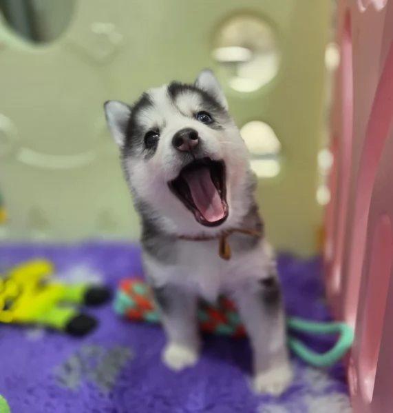 dolcissimi cuccioli di Husky per adozione | Foto 3