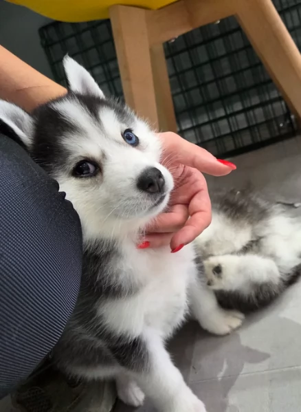 dolcissimi cuccioli di Husky per adozione | Foto 2
