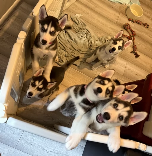 dolcissimi cuccioli di Husky per adozione | Foto 1