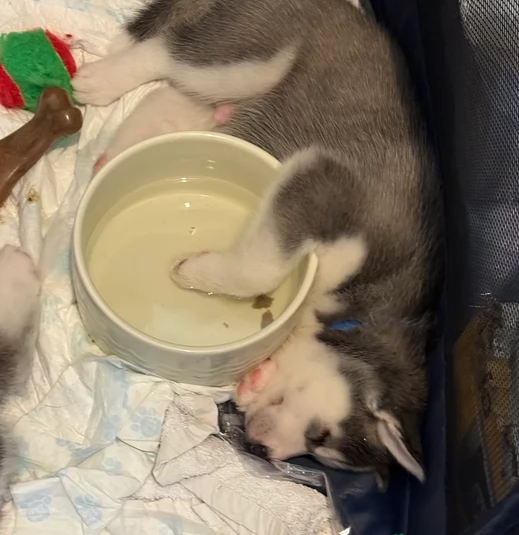 dolcissimi cuccioli di Husky per adozione | Foto 4