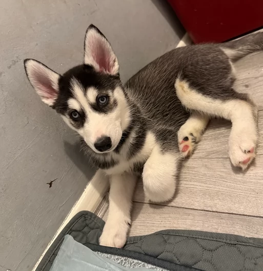 dolcissimi cuccioli di Husky per adozione | Foto 3