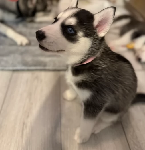 dolcissimi cuccioli di Husky per adozione | Foto 1