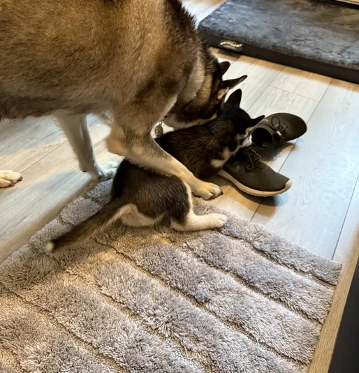 dolcissimi cuccioli di Husky per adozione | Foto 6
