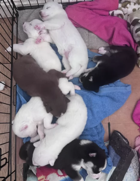 dolcissimi cuccioli di Husky per adozione | Foto 3