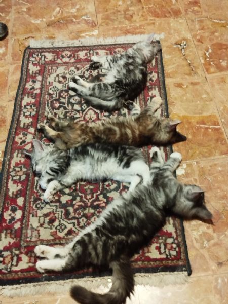 Gattini Maine coon  | Foto 0