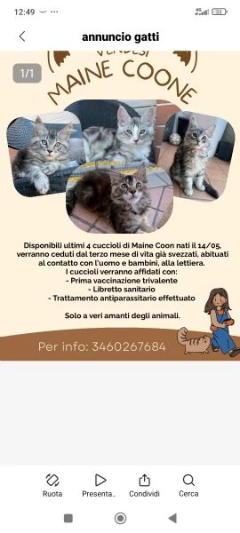 Gattini Maine coon 