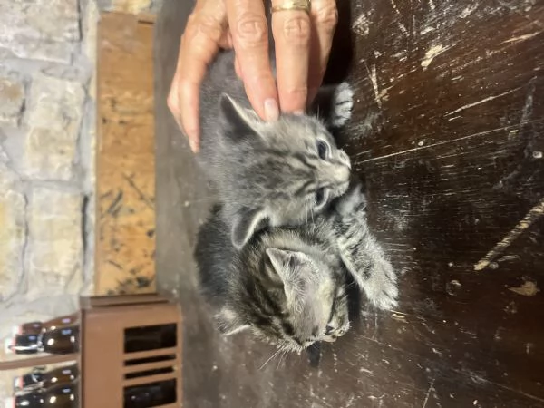 Gattini in regalo a Fratta Todina PG | Foto 2