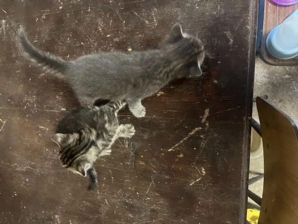 Gattini in regalo a Fratta Todina PG | Foto 1