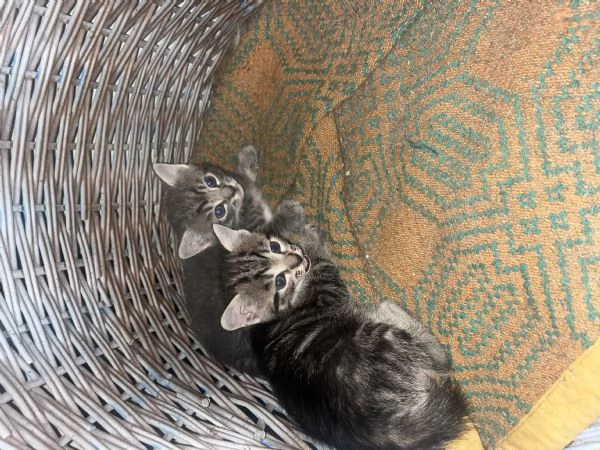 Gattini in regalo a Fratta Todina PG | Foto 0