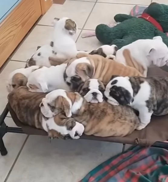 Bulldog Inglese cuccioli maschio e femmina | Foto 0